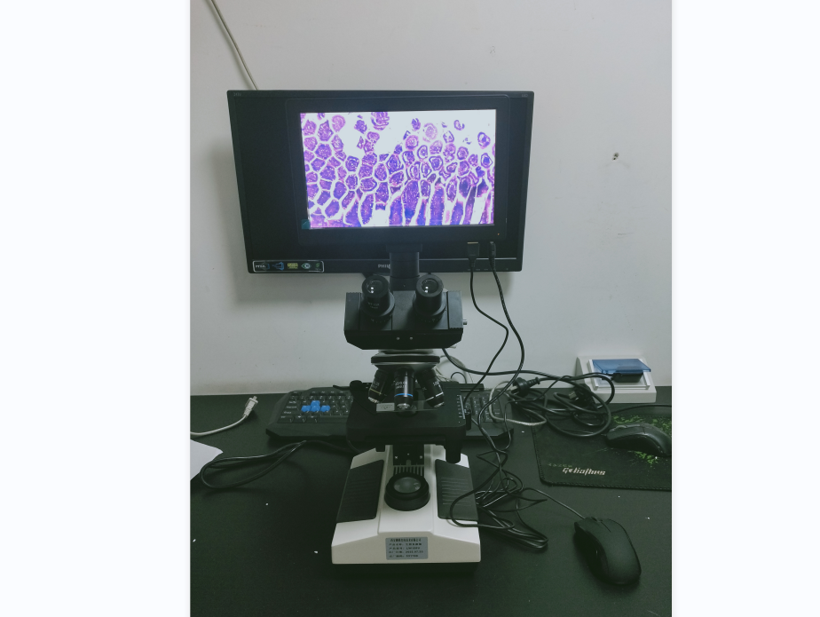 带屏生物显微镜LW100V现场图片