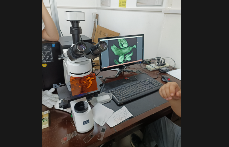 荧光显微镜下的改性沥青