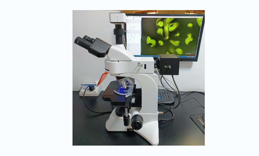 青海大学荧光显微镜看改性沥青